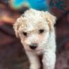 Male toy poodle for sale