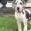 Great Dane Puppy Harlequin