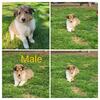 Rough Coat collie's 
