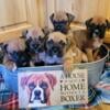 Boxer puppies 