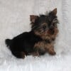 Missouri Yorkies has Teacup and Small Yorkie Puppies for sale near St. louis