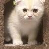 Scottish/Persian Kittens