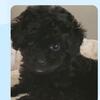 Toy poodle black male