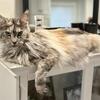 TICA MaineCoons- expected mid August