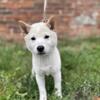 Purebred Cream Shiba Inu Puppy