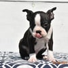 Boston Terrier