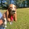 AKC Basset puppies for sale