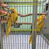 Golden Conure Pair ~Queen of Bavaria conures~