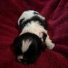 Shih Tzu puppies