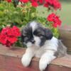 Female Shihtzu puppy