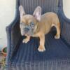 Darling French bulldogs