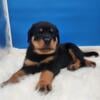 Akc Rottweiler male puppy Super sweet and HUGE