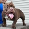 Exotic American Bully for Stud