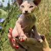 2 male elf sphynx kittens ready for a new home