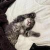 Kittens for rehoming.