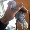 Indian ringnecks