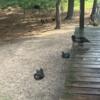 Muscovy Ducks and Ducklings