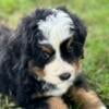 Bernese Mountain Dog Puppies - Ready for their new home!