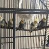 Cockatiel