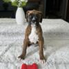 AKC Boxer Puppies For Sale