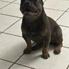 AKC 7 month old frenchie pup trade for a Presa or corso pup