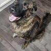 Chewbacca - Needs a  Good Home