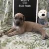 Beautiful AKC Great Dane Puppies