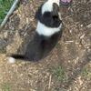 Border Collie love