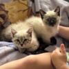 Munchkin Kittens Ready Aug. 14th