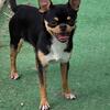AKC 1 yr old Male Chihuahua, sweet & outgoing, healthy 