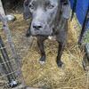 10 month old female Cane Corso