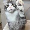 Maine coon kittens 