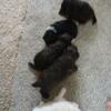 Purebred Havanese. New lowered price.