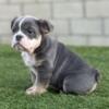 English Bulldog Fluffy Female