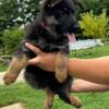 Pure breed AKC German shepherd puppies