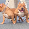 American bully for sale, Sasha looking for home , contact at 