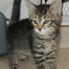 2 Absolutely Beautifully Striped/Marbled Female Kittens available to a loving inside home