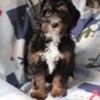 Benny - 9wk old Mini Bernedoodle puppy. Tri color