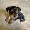 Beautiful yorkies boys and girls 