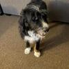 Beautiful Bernedoodle