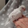 English Budgie Parakeet Babies- Handfed Tame