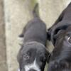 South African mastiff/ Rottweiler /pups