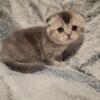 Scottish fold female