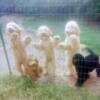 For sale.  F1B golden doodle puppies for sale.