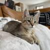 Highlander Kittens Looking for a Home