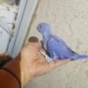 Indian Ringnecks for sale