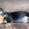 CKC Black & tan male mini dachshunds