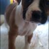 Boxer puppies for sale