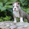 American exotic puppy