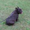 FRENCH BULLDOG, CHOCOLATE FEMALE, 5 YEARS OLD